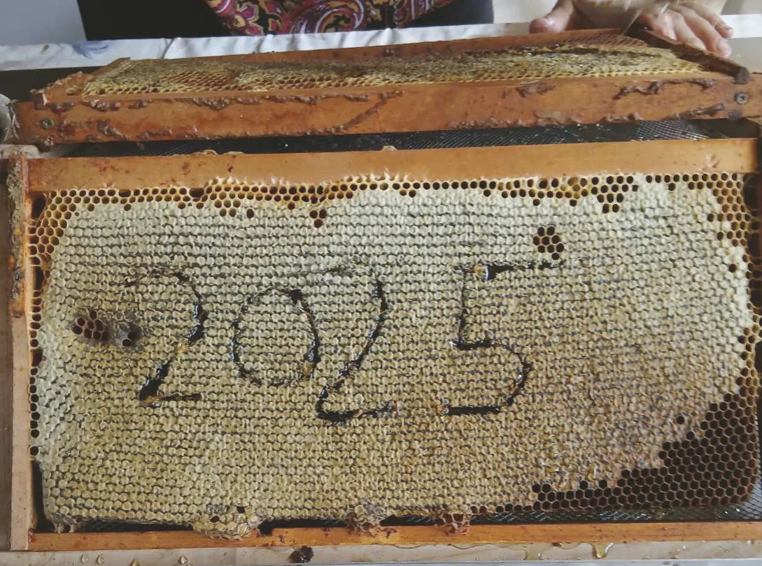 Ram sa saćem iz sezone 2025